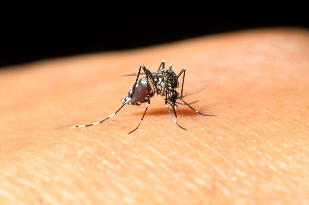Latina: Comune, al via disinfestazione zanzare contro West Nile