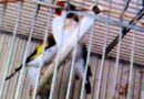 Gaeta: Bracconaggio sequestrati cardellini protetti due persone denunciate