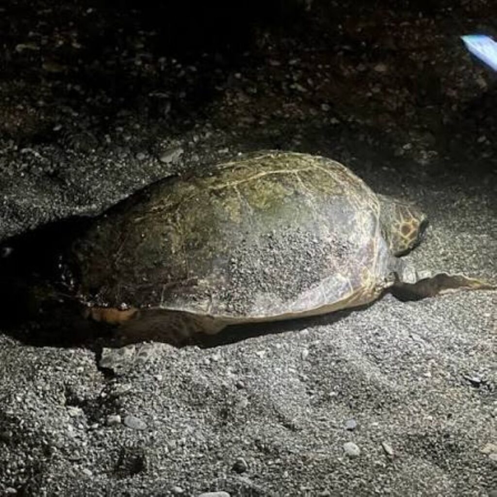 Un’altra tartaruga Caretta Caretta ha scelto la Riviera d’Ulisse per deporre le uova