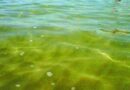 Schiume e acqua verde o giallastra nel mare del litorale. Le spiegazioni dell’Arpa